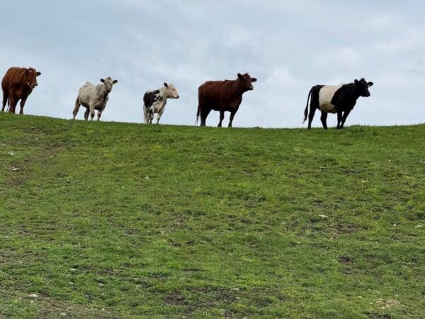 Some of our beef cows