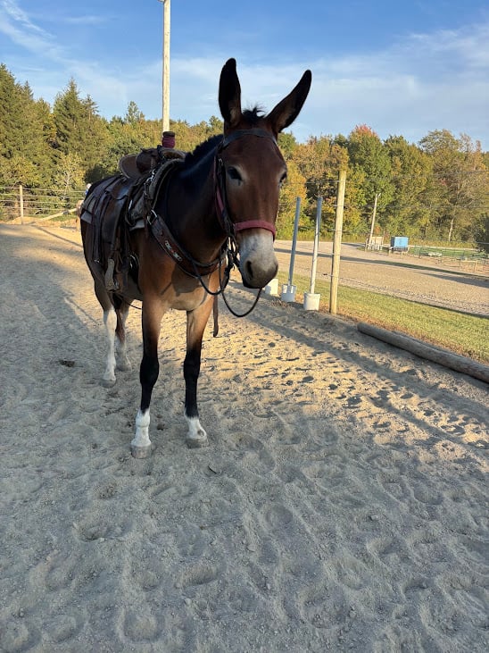 Deedee our beautiful mule