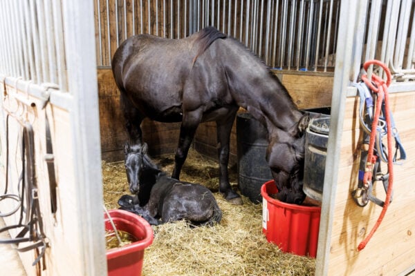 Cinders and her baby Commander